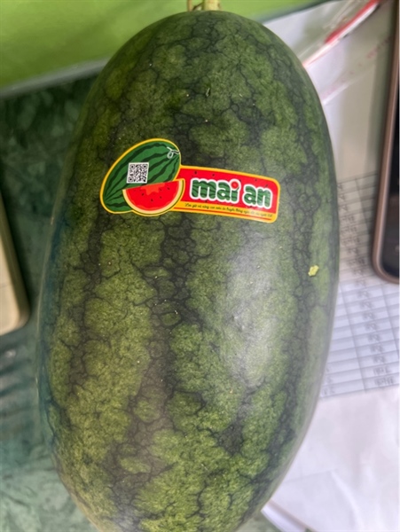 Dưa hấu mai An