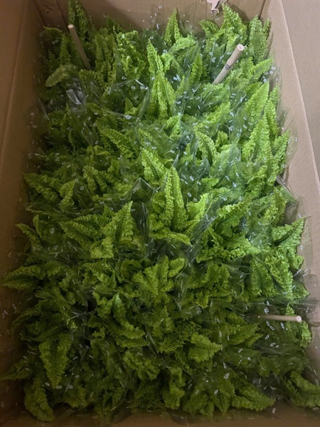 DƯƠNG XỈ LÁ NHUYỄN (THÙNG 45)