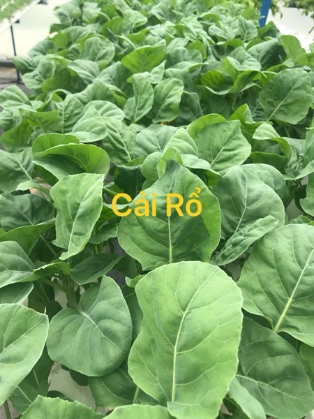 Rau cải rổ thủy canh su su túi