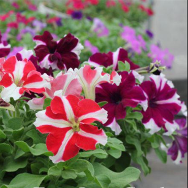 Hạt giống Hoa Dạ Yên Thảo Sọc Mix F1 PN 09 (cây cao 20-25 cm, nhiều hoa nhiều màu) - 15 hạt