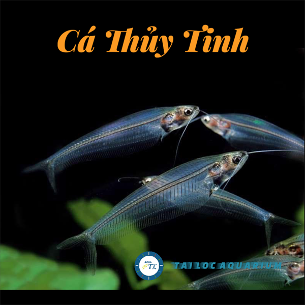 Cá cảnh đẹp: Thủy tinh - Cá thủy sinh