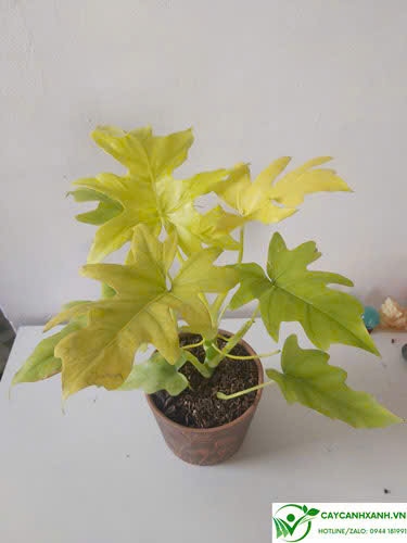 TRẦU BÀ THANH XUÂN VÀNG