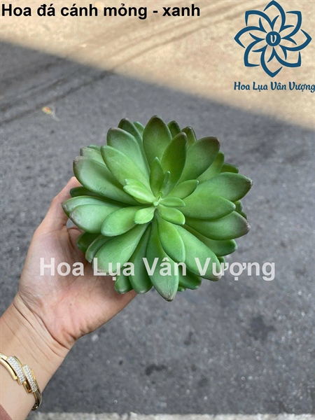 Hoa đá cánh mỏng - Hoa đá - Hoa Lụa Vân Vượng