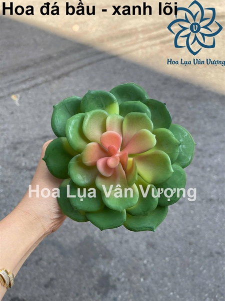 Hoa đá bầu - xanh lõi - Hoa đá - Hoa Lụa Vân Vượng