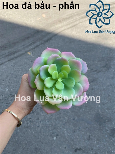Hoa đá bầu - phấn - Hoa đá - Hoa Lụa Vân Vượng