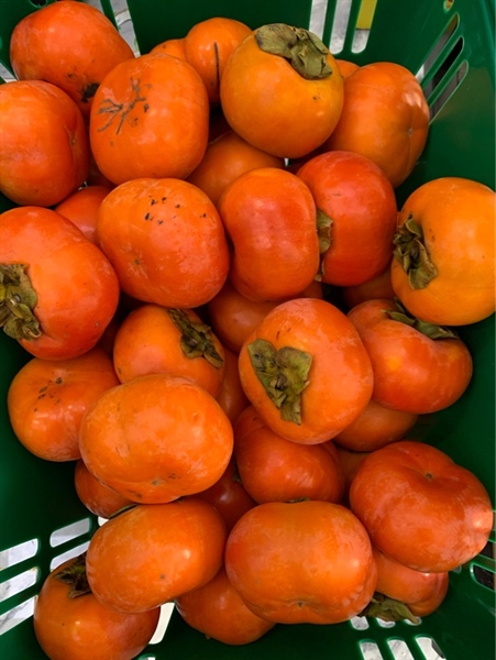 Hồng Mật Vân Sơn Kg