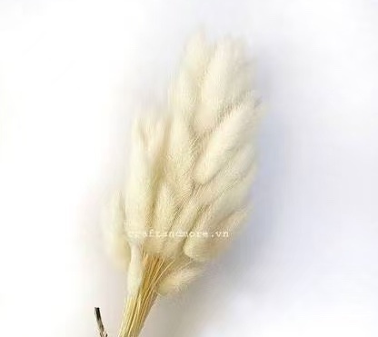 Cỏ đuôi thỏ khô