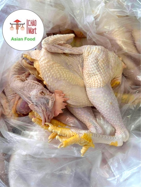 Gà mái tơ / 若鶏メス/ Young hen