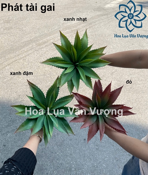 Phát tài gai - Hoa đá - Hoa Lụa Vân Vượng