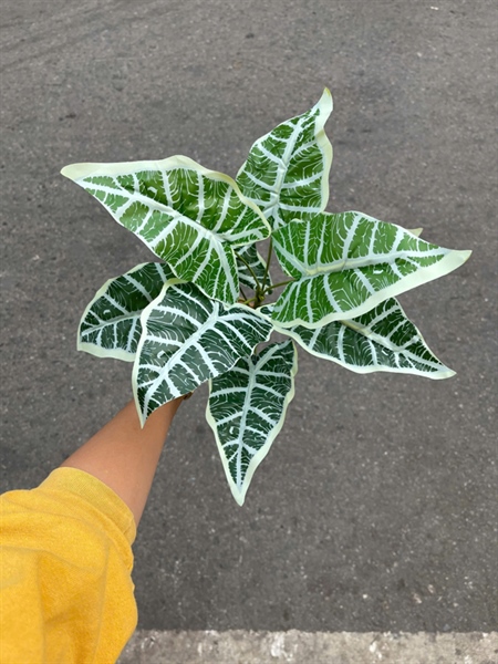 Cụm lá 9 cuống dài - sọc trắng - Lá cành ngắn - Hoa Lụa Vân Vượng