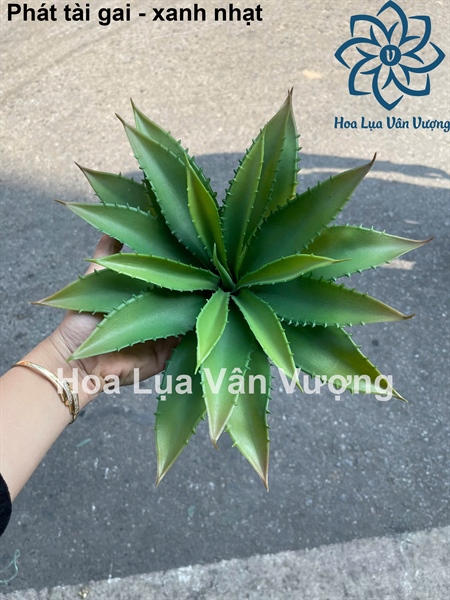 Phát tài gai - xanh nhạt - Hoa đá - Hoa Lụa Vân Vượng