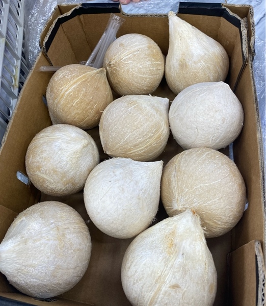 Dừa Bến Tre Trái
