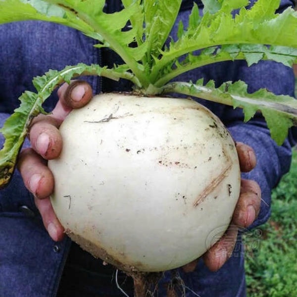 Củ Cải Trắng Tròn KL (gói gieo thử)