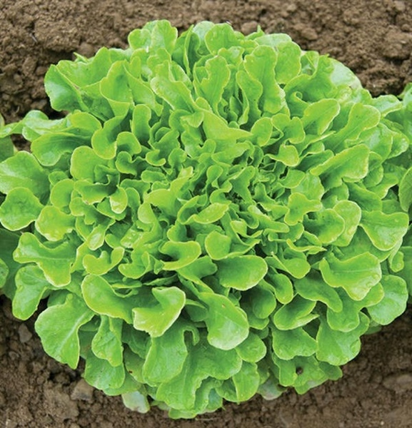 Xà Lách Sồi Xanh (gói gieo thử)