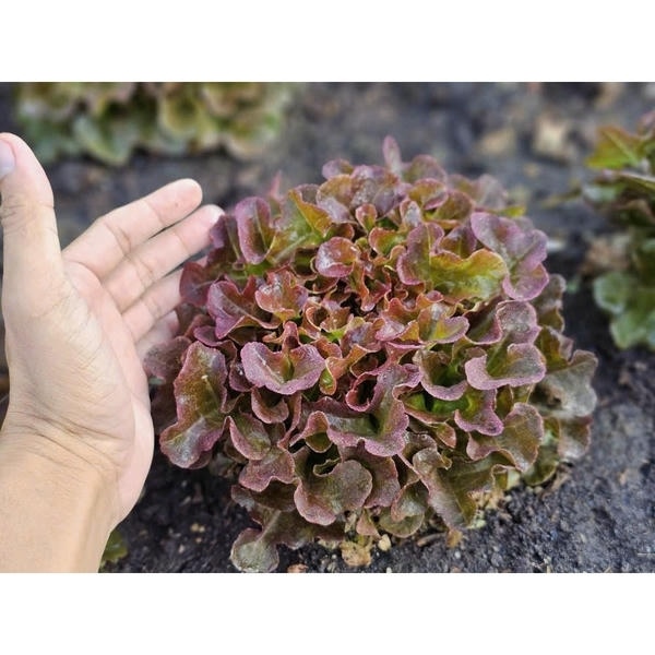 Xà Lách Sồi Đỏ (gói gieo thử)