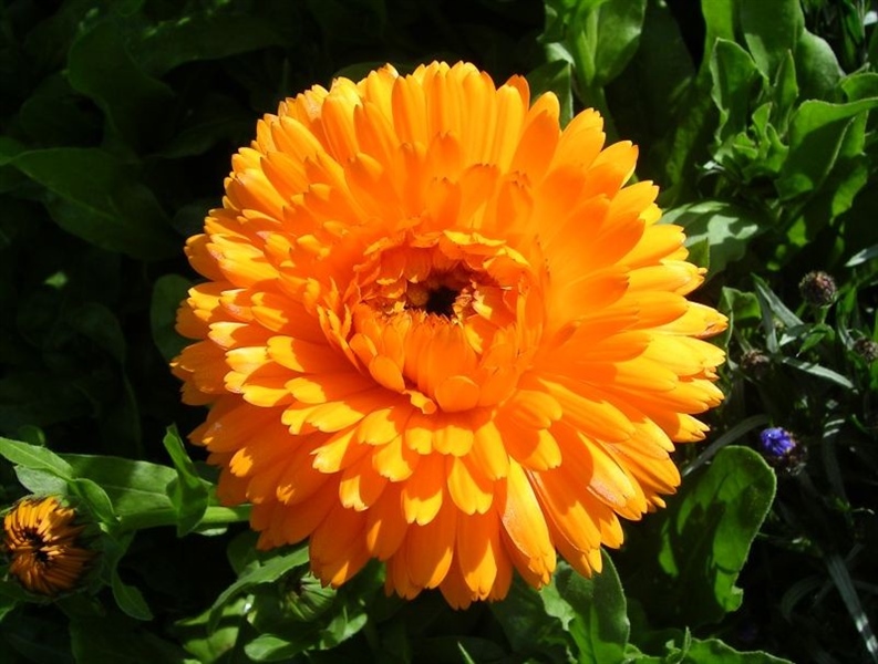 Hạt Giống Hoa Cúc Susi Cam (gói gieo thử)