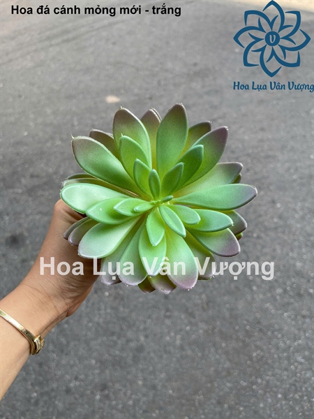 Hoa đá cánh mỏng mới - trắng - Hoa đá - Hoa Lụa Vân Vượng