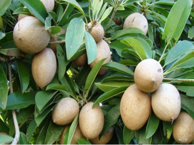 Hồng xiêm Mexico size 3-4