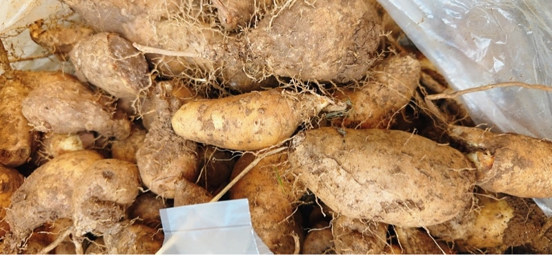 Khoai từ đường nhà quê