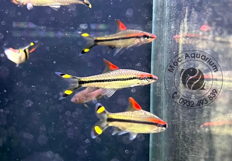 Hồng Mi Ấn Độ Size 2-3