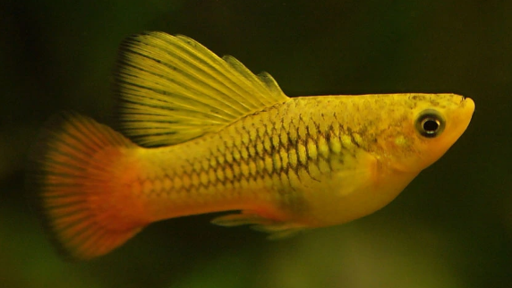 Mún Kim Tuyền Kì Cao