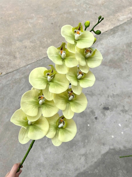 Hồ điệp cao su 9b - cốm nhạt - Hồ điệp, lan - Hoa Lụa Vân Vượng