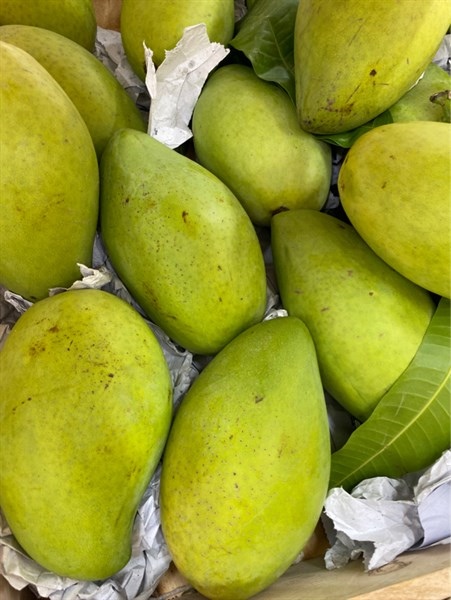 Xoài cát hoà lộc yufram