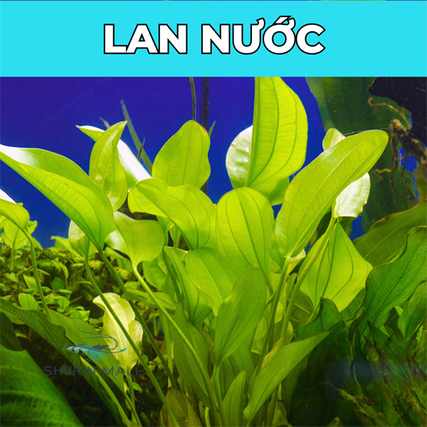 Lan Nước