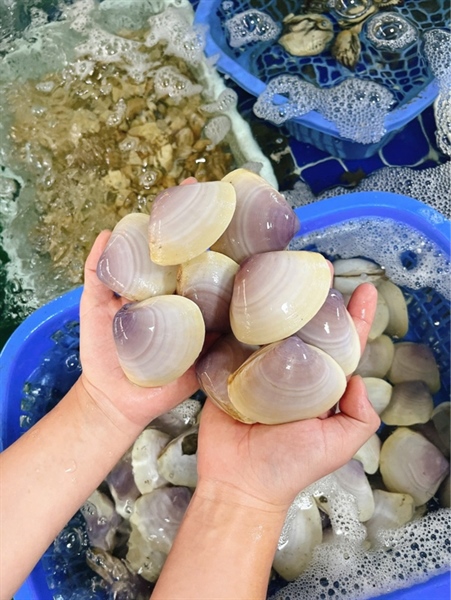 Ngao Giấy