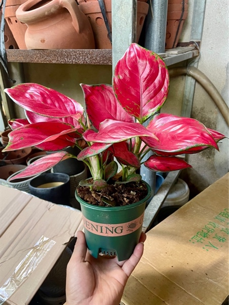 Vạn lộc son chậu mon