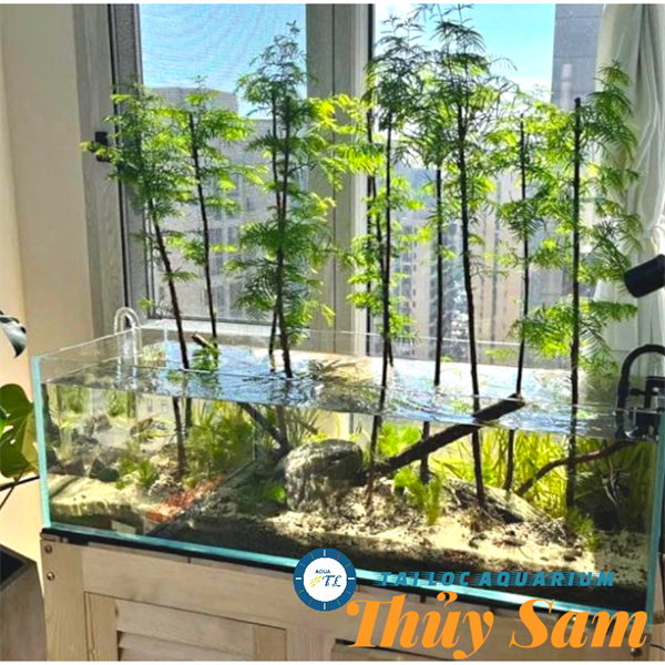 Cây bán cạn: Thủy sam - cây trồng nước cho bể thủy sinh, bể bán cạn