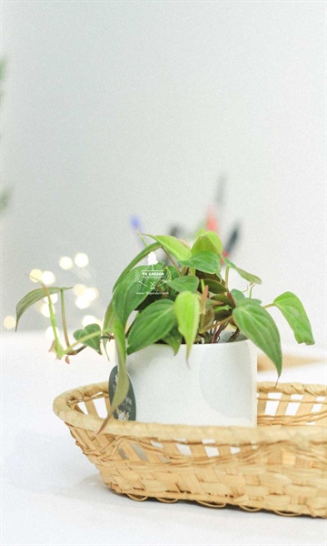 TRẦU BÀ MICANS XANH