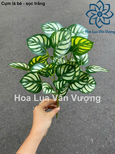 Cụm lá bé - sọc trắng - Lá cành ngắn - Hoa Lụa Vân Vượng