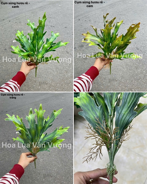 Cụm sừng hươu rễ - Lá cành ngắn - Hoa Lụa Vân Vượng