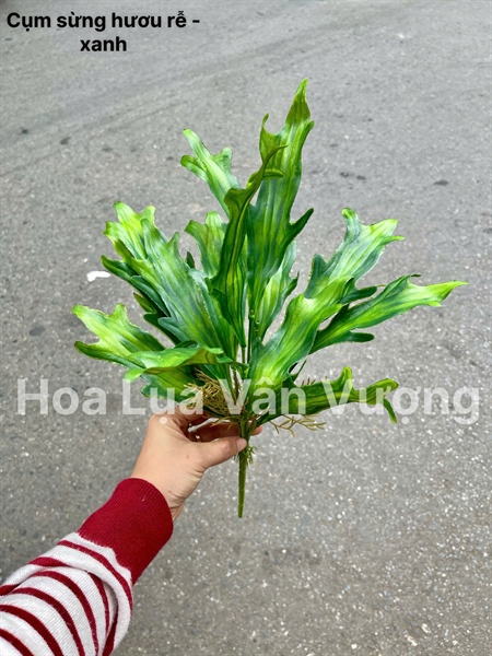 Cụm sừng hươu rễ - xanh - Lá cành ngắn - Hoa Lụa Vân Vượng