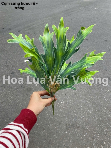 Cụm sừng hươu rễ - trắng - Lá cành ngắn - Hoa Lụa Vân Vượng