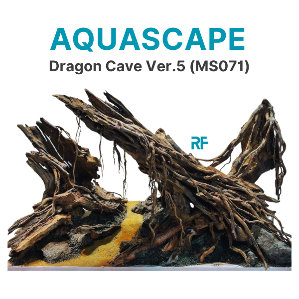 Hang Rồng ver.5 (Ms071)