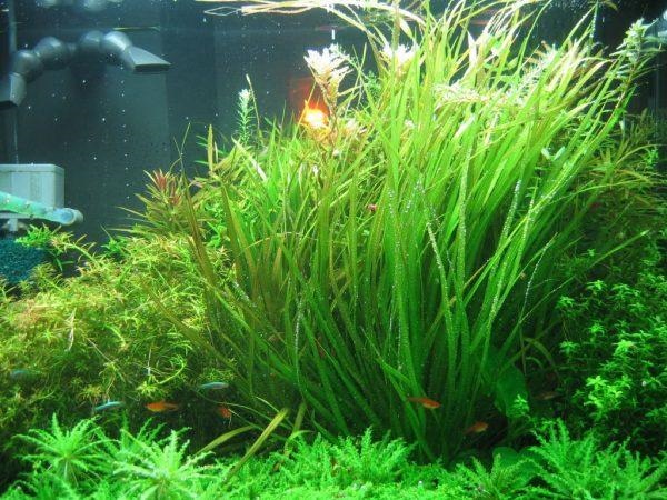 Cỏ Tranh (Hẹ Nước)