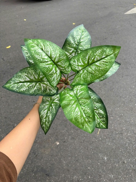 Cụm lá 9 - khoai xanh - Lá cành ngắn - Hoa Lụa Vân Vượng