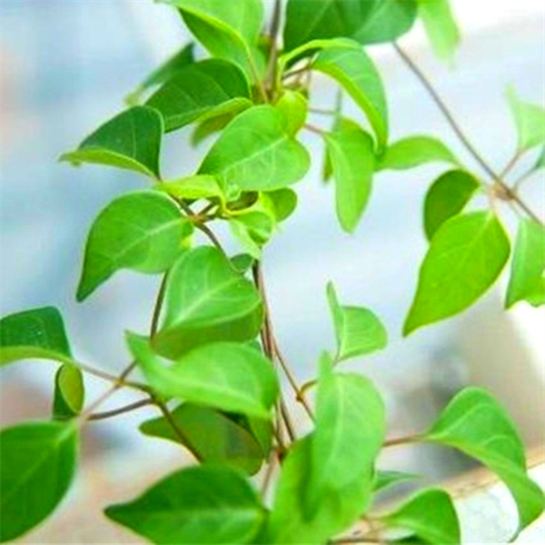 Hạt giống Lá Giang PN-07 (thân leo, lá đơn, hình trứng, vụ quanh năm) - 5 Hạt