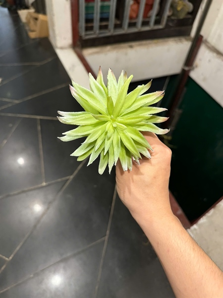 Hoa đá kim - Hoa đá - Hoa Lụa Vân Vượng
