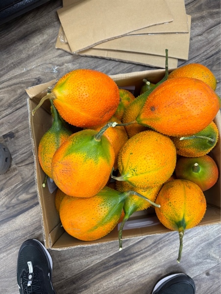 Gấc