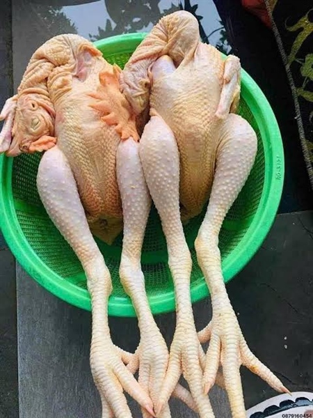 Gà trống ( có đầu , có chân )