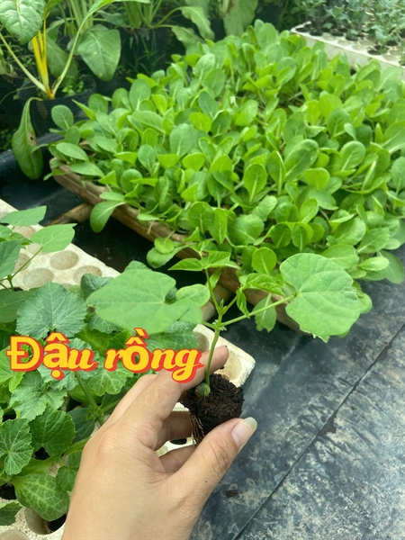 Đậu rồng