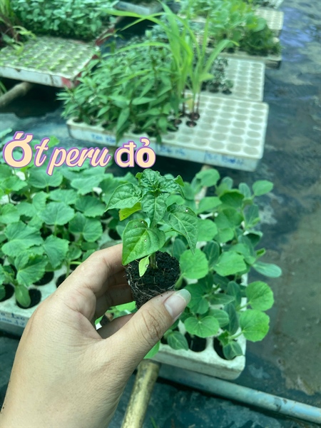 Ớt peru đỏ