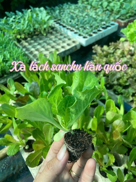 Xà lách sanchu hàn quốc
