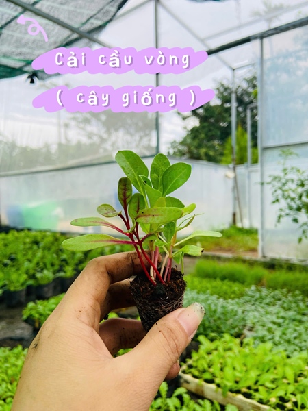 Cải cầu vồng