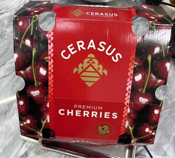Cherry CERASUS Kg