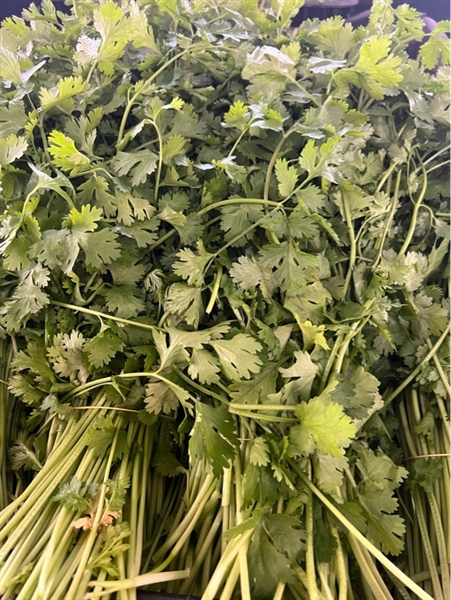 Ngò Đà Lạt (Kg)