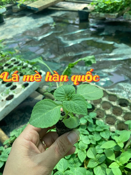 Lá mè Hàn Quốc